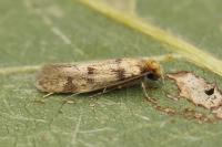 Tinea basifasciella
