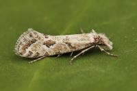 Ateliotum hungaricellum