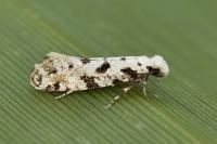 Nemapogon nevadellus