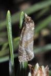 Aethes hartmanniana