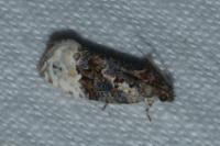 Apotomis betuletana