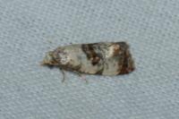 Neocochylis hybridella