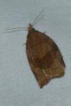 Pandemis dumetana