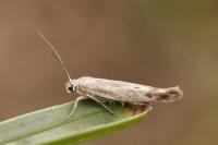 Scythris inertella