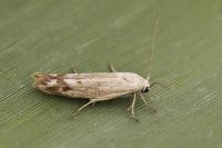 Scythris inertella