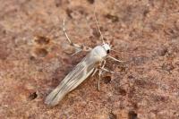Palumbina guerinii