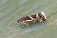 Millieria dolosalis