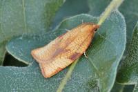 Lozotaenia cupidinana