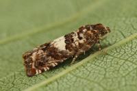 Epiblema graphana