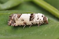 Epinotia dalmatana