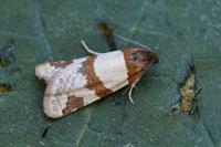 Periclepsis cinctana