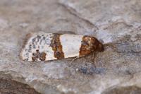 Periclepsis cinctana