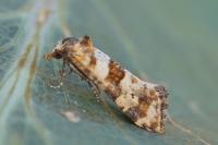Cochylimorpha cultana