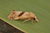 Cochylimorpha hilarana