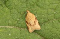 Clepsis siciliana