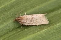 Clepsis senecionana