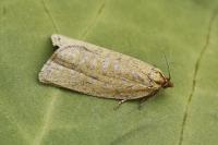 Clepsis rogana