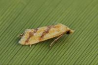 Aethes francillana