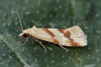Aethes fennicana