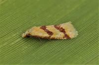 Aethes bilbaensis