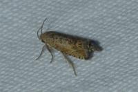 Cydia gr. succedana