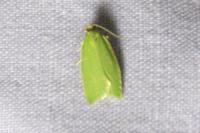 Tortrix viridana
