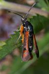 Pyropteron chrysidiforme