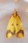 Agapeta zoegana