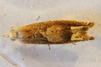 Eucosma conterminana