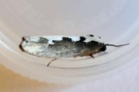 Ethmia bipunctella