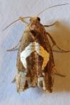 Epiblema foenella