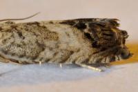 Cydia splendana