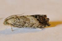 Cydia splendana