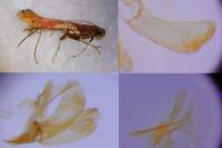 Caloptilia stigmatella