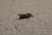 Triodia sylvina