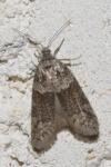 Tortricodes alternella