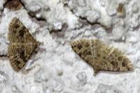 Alucita hexadactyla