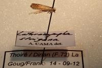 Lathronympha strigana