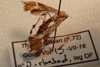 Cnaemidophorus rhododactylus