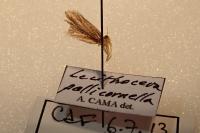 Eurodachtha pallicornella