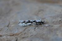 Ethmia pusiella