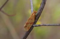 Clepsis pallidana