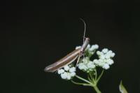 Pleurota aristella