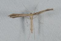 Emmelina monodactyla
