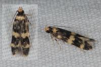 Oegoconia