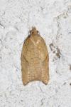 Acleris rhombana