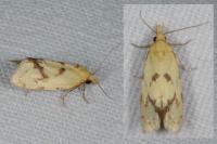 Agapeta hamana