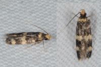 Oegoconia