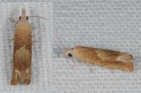 Eucosma conterminana