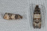 Piniphila bifasciana